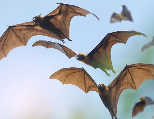 Selain Ular, Kelelawar Jadi Sumber Penyebab Penularan Virus Corona
