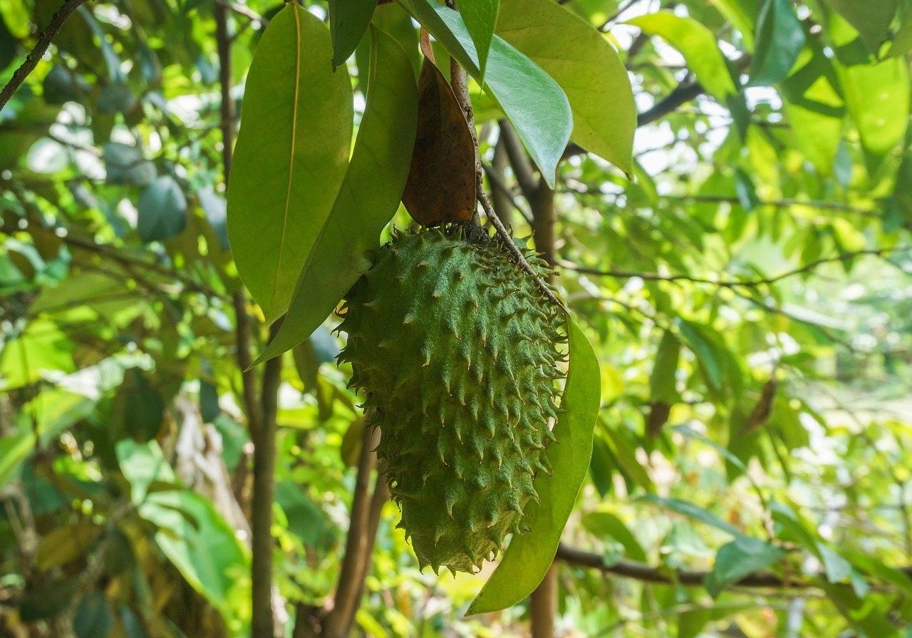 7 Manfaat Teh Daun Sirsak untuk Kesehatan