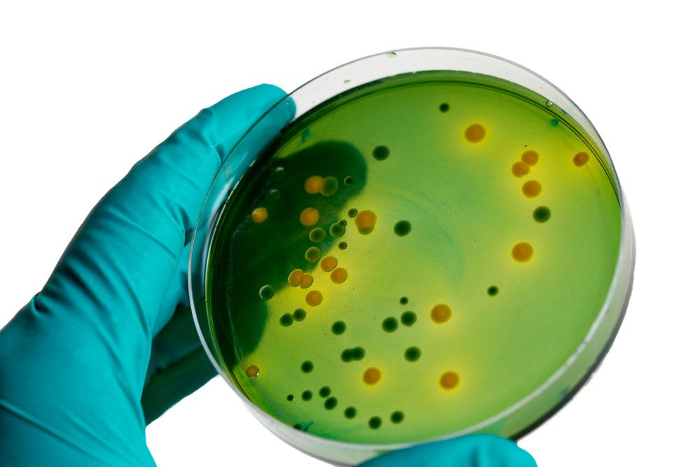 Bakteri Vibrio, Ancaman Kesehatan Apakah Ini?