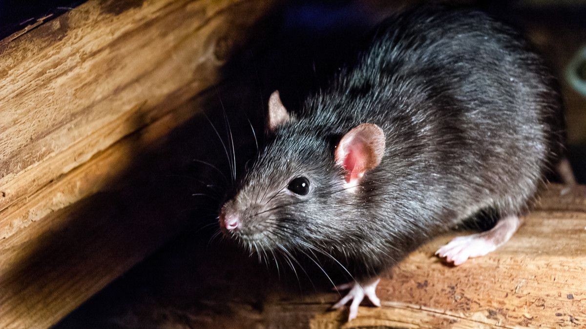 Penuh Misteri, Belasan Warga Hongkong Terkena Hepatitis Lewat Tikus