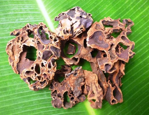 Buah Merah dan Sarang Semut dapat Sembuhkan AIDS?