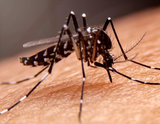 Mengenal Nyamuk Wolbachia yang Bisa Cegah Penularan DBD