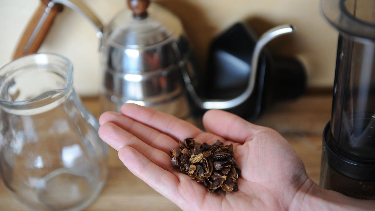 Kopi Cascara, Kopi Rendah Kafein dengan Cita Rasa Unik