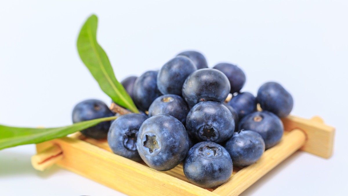Bahaya Mengonsumsi Buah Blueberry Terlalu Banyak