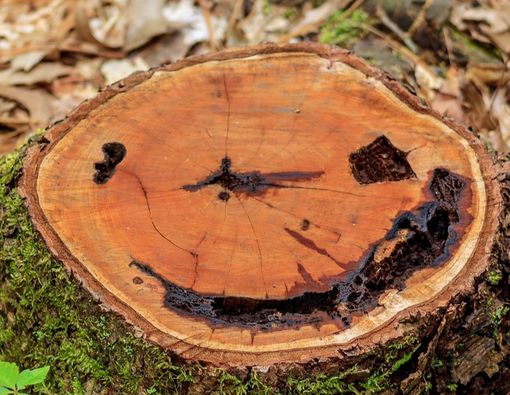 Sering Lihat Wajah di Benda Mati, Bisa Jadi Anda Alami Pareidolia!