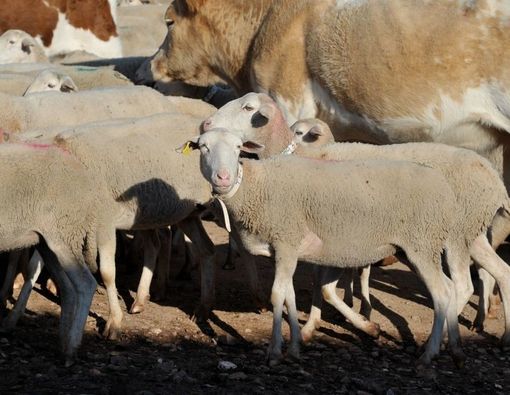 Ciri-Ciri Hewan yang Terinfeksi PMK