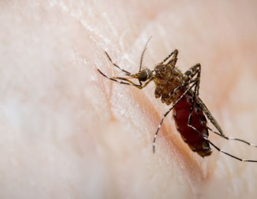 Evolusi Terbaru Virus Demam Berdarah