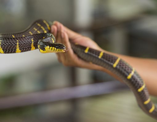 Cara Paling Tepat Mengatasi Gigitan Ular