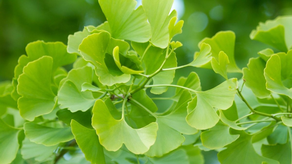 Manfaat Herbal Ginkgo Biloba untuk Kesehatan