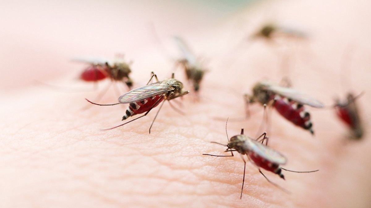 Challenge Digigit Banyak Nyamuk, Apa Efeknya terhadap Kesehatan?
