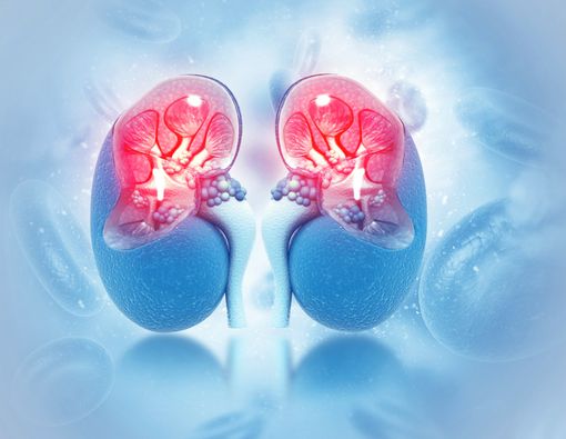 8 Kebiasaan Pemicu Penyakit Ginjal