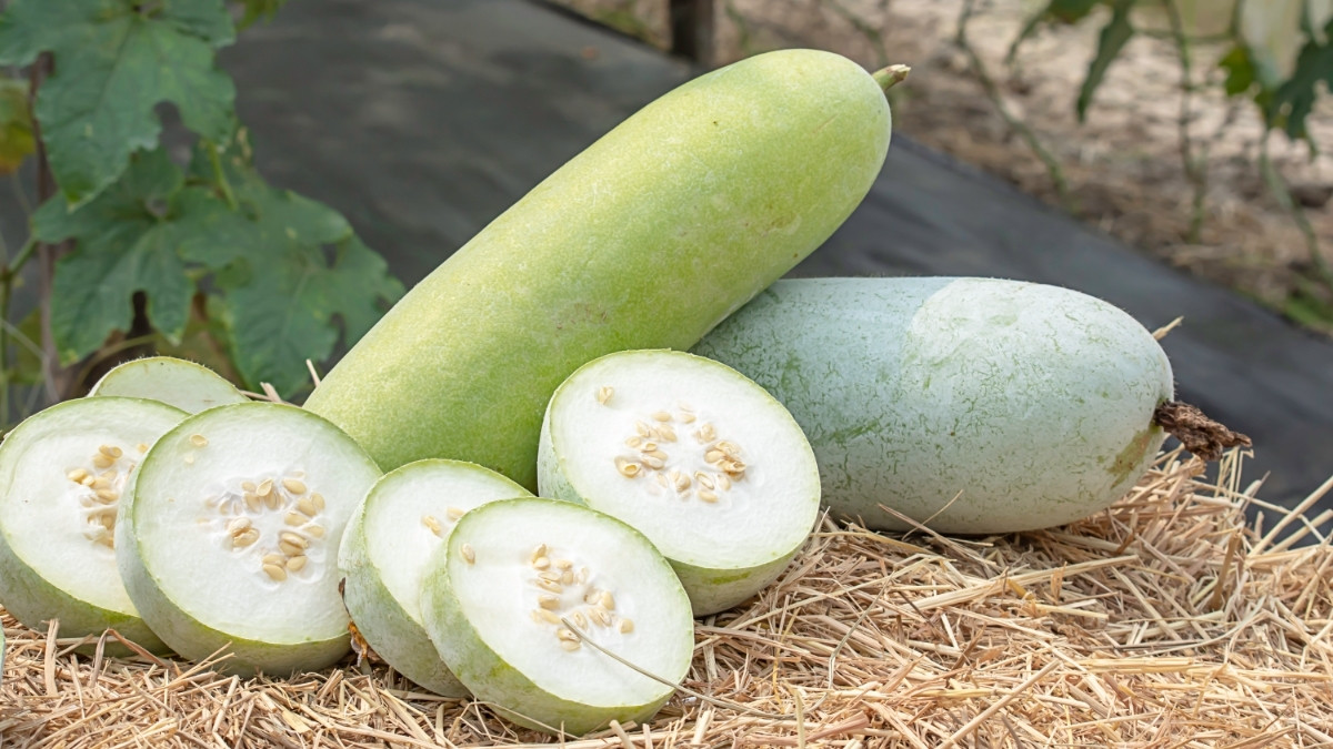Benarkah Makan Buah Kundur Bisa Meningkatkan Peluang Hamil?