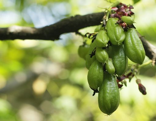Bisakah Belimbing Wuluh Memutihkan Gigi?