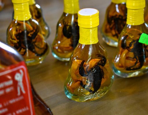 Fakta di Balik Pengobatan dengan Racun Kalajengking