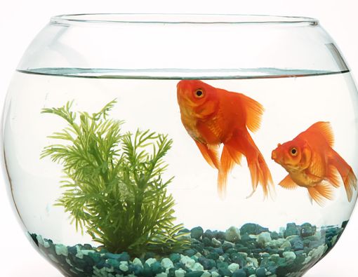 Manfaat Memelihara Ikan Bagi Kesehatan Mental Anda