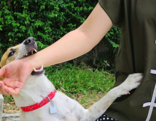 Virus Rabies, Ini Tanda dan Gejala yang Wajib Diwaspadai