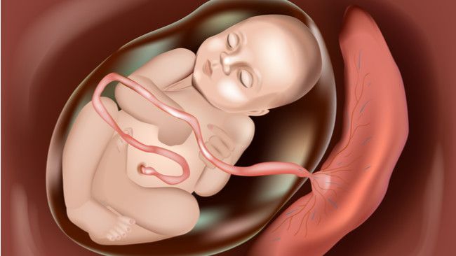 7 Fakta Menarik tentang Ari-ari Bayi