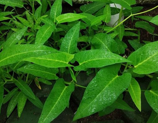 Kangkung untuk MPASI anak di bawah 1 Tahun, Bolehkah?