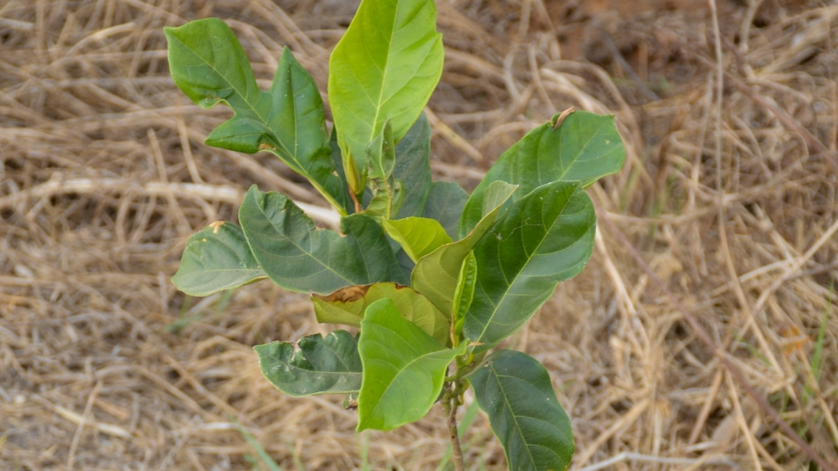 Daun Kecapi