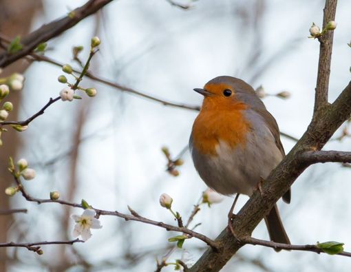 Cara Merawat Burung Agar Selalu Sehat dan Panjang Umur