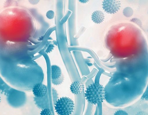 Awas, Melamin Merusak Ginjal!