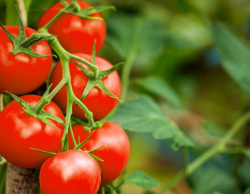 Daftar Buah yang Mengandung Likopen dan Manfaatnya Bagi Tubuh