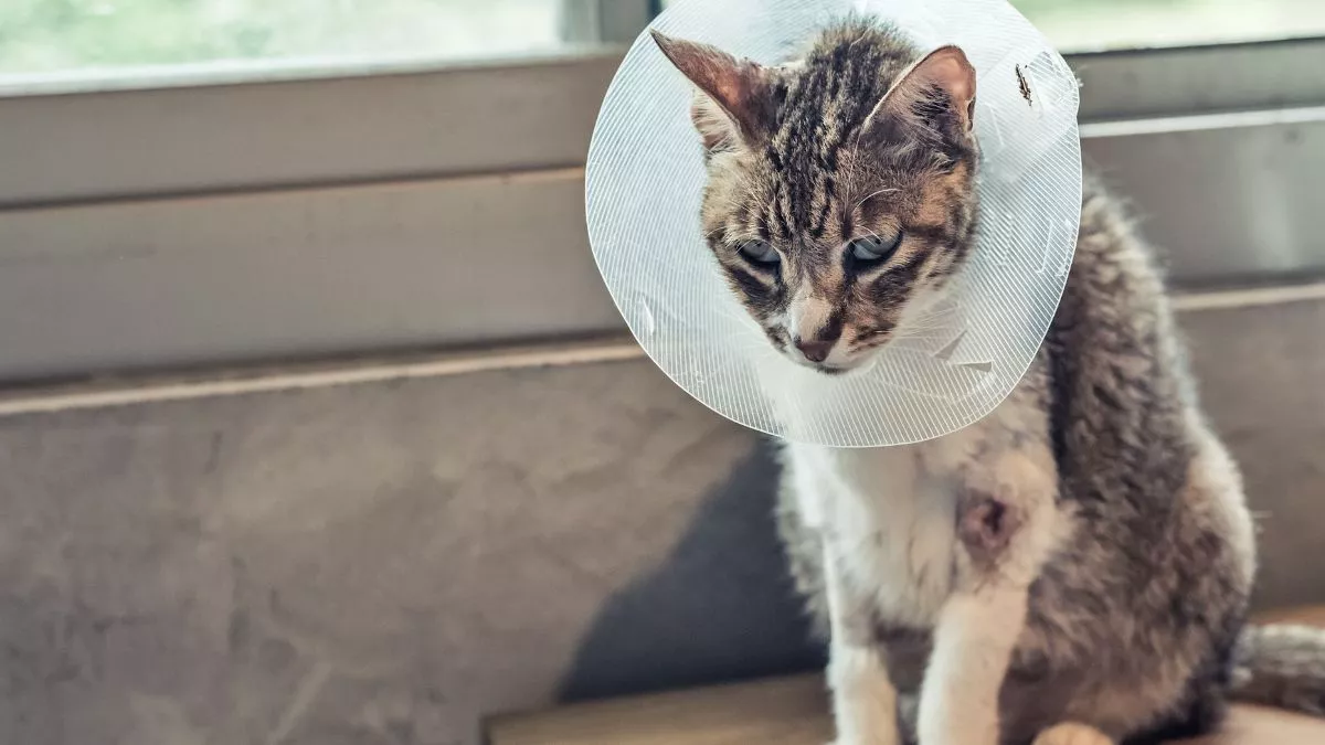 Kucing Stres: Ciri, Penyebab, dan Cara Mengatasinya