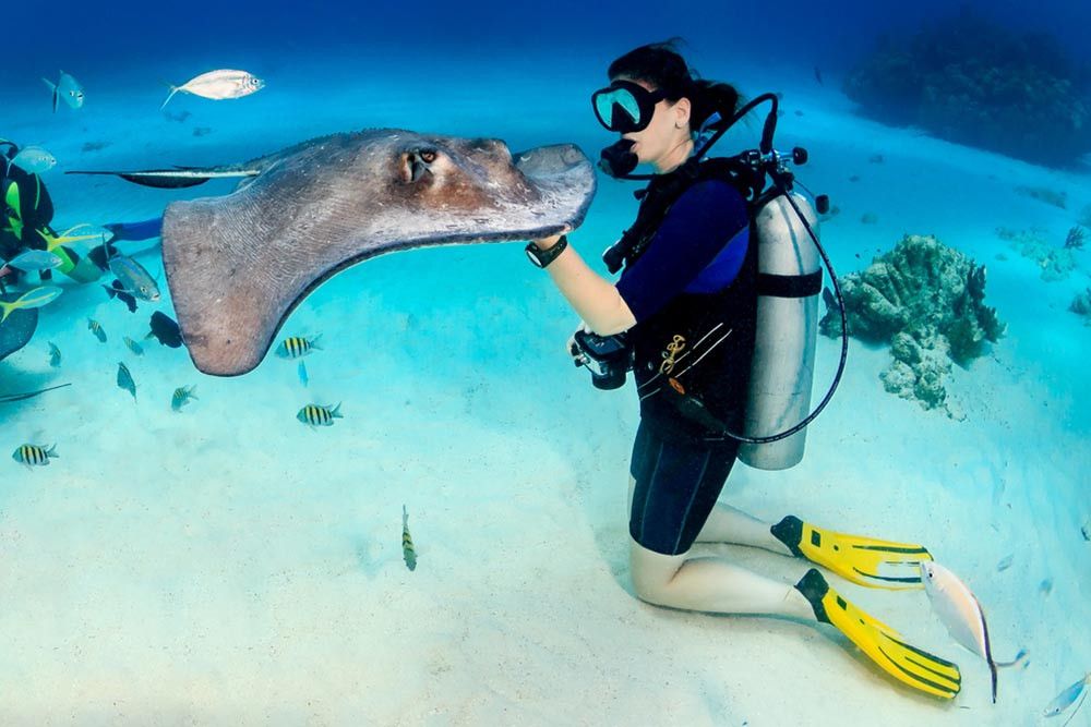 Pertolongan Pertama Bila Tersengat Ikan Pari