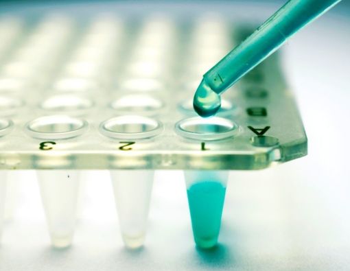 Sel Punca Babi Menjembatani Perbedaan Tikus-Manusia