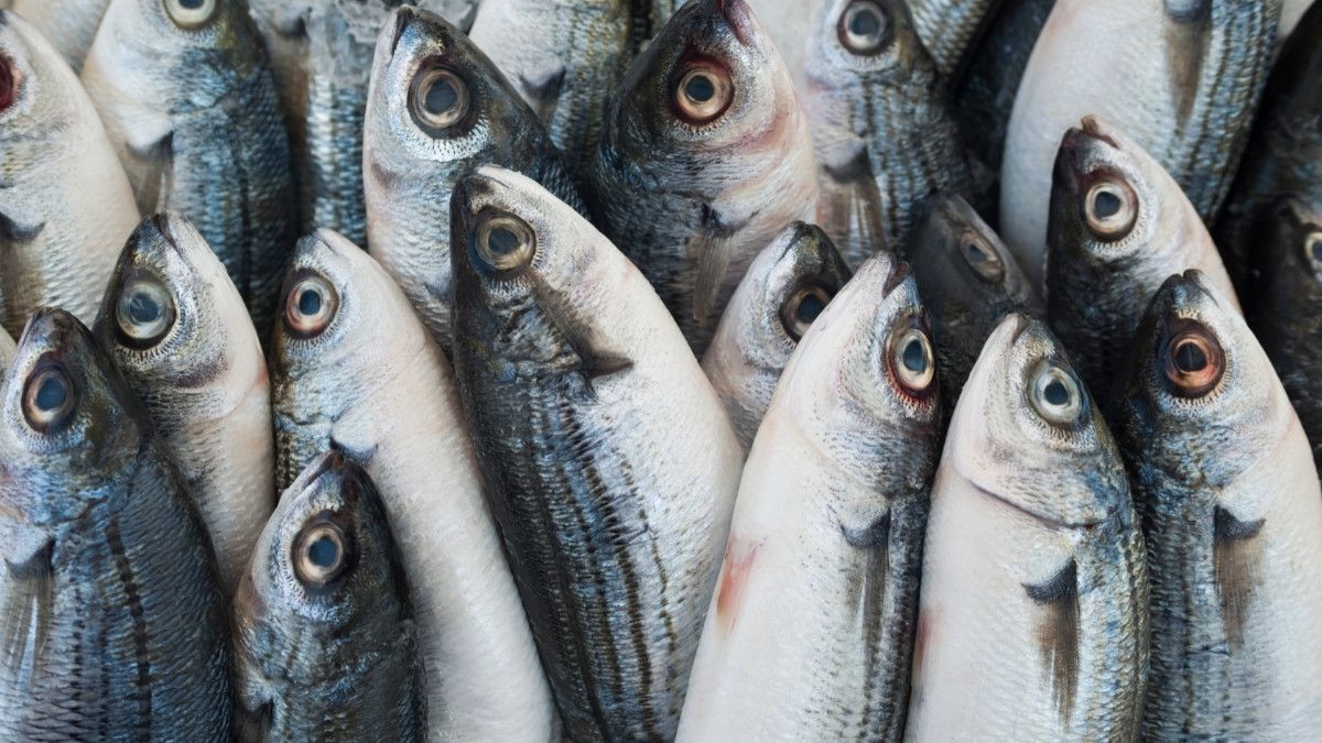 Saran Dokter dalam Memilih dan Menyimpan Ikan yang Sehat