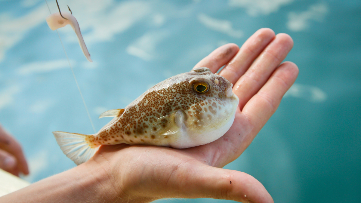 16 Fakta dan Cara Mengatasi Keracunan Ikan Buntal