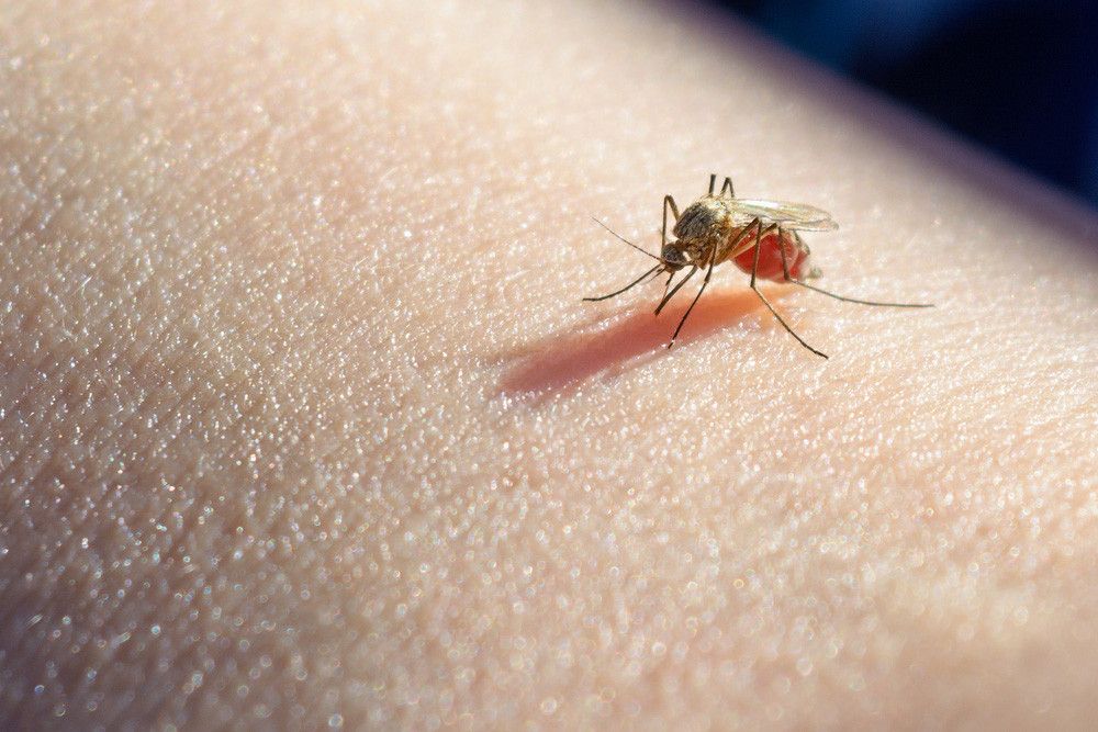Waspada Penyakit Malaria Jika Muncul 3 Gejala Ini