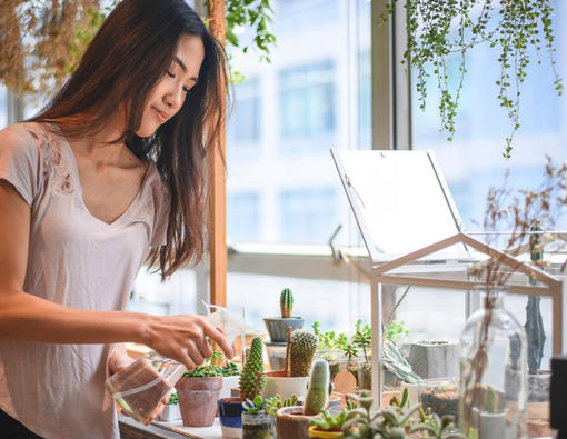 Jenis Tanaman Sukulen yang Bisa Dimakan dan Manfaatnya