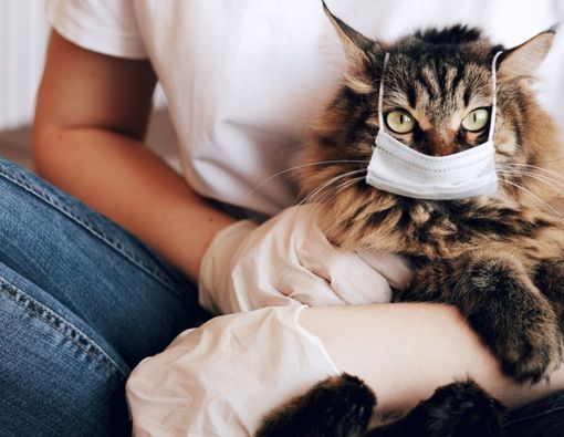 Seekor Kucing di Belgia Tertular COVID-19 dari Pemiliknya, kok Bisa?