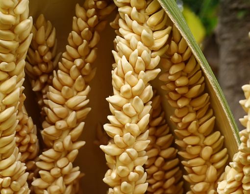 Mengenal Gudeg Mangar atau Bunga Kelapa dan Manfaat Kesehatannya