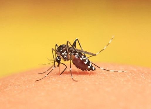7 Penyakit Selain Virus Zika yang Ditularkan oleh Nyamuk