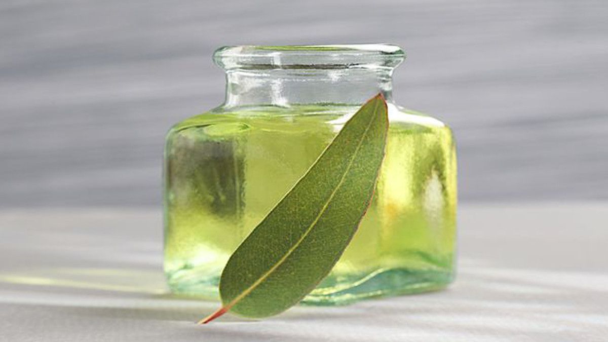 Minyak Kayu Putih Atasi Selangkangan Hitam, Ini Faktanya!