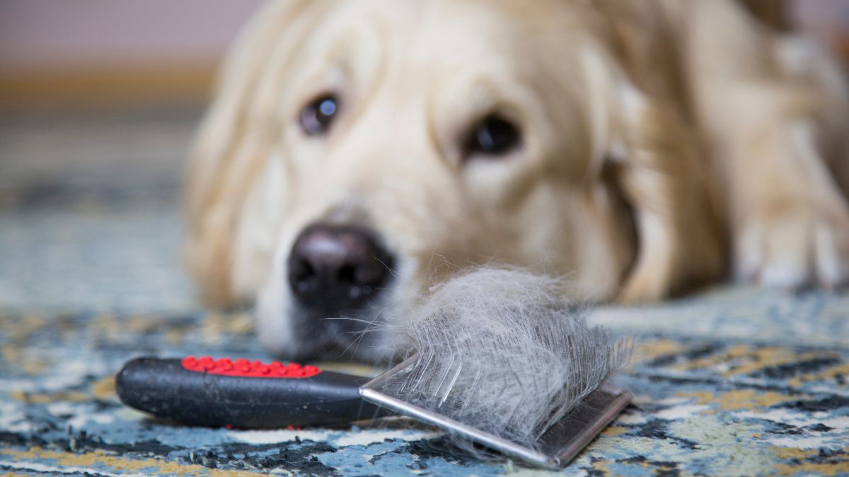 Catat! 5 Penyebab Bulu Anjing Kesayanganmu Rontok