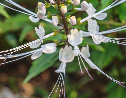 Inilah 8 Manfaat Tanaman Kumis Kucing Untuk Kesehatan