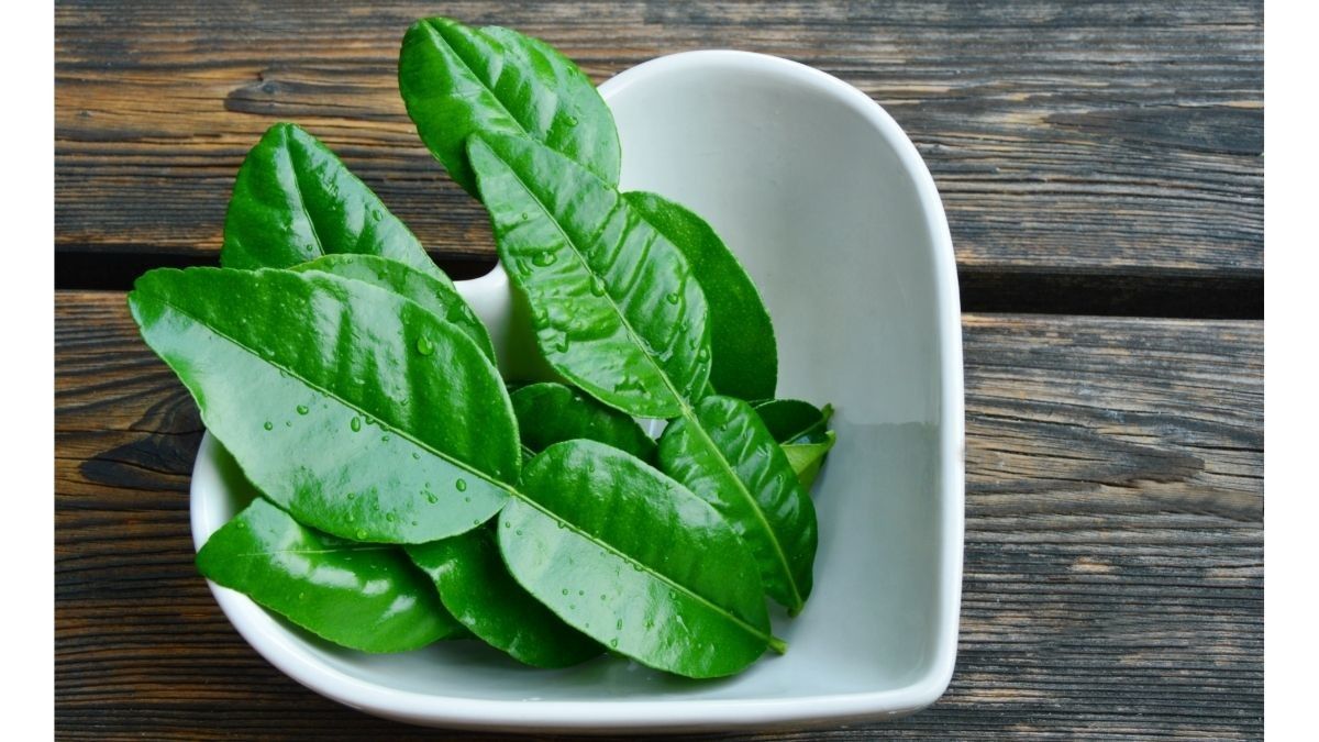 Manfaat Daun Jeruk untuk Kesehatan