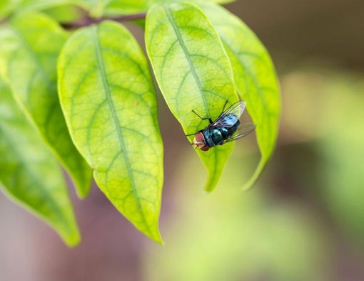 Awas, Binatang Ini Bisa Sebabkan Penyakit Berbahaya!