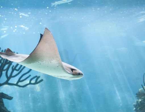 Mengenal Sengatan Ikan Pari Lewat Kasus Menteri Lukman