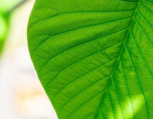 Manfaat Klorofil untuk Mengatasi Jerawat