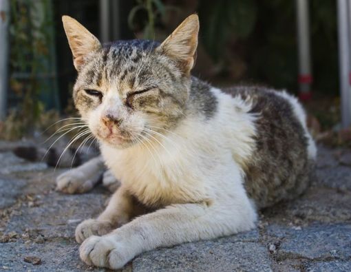 Penyebab Kucing Jamuran dan Cara Mengobatinya