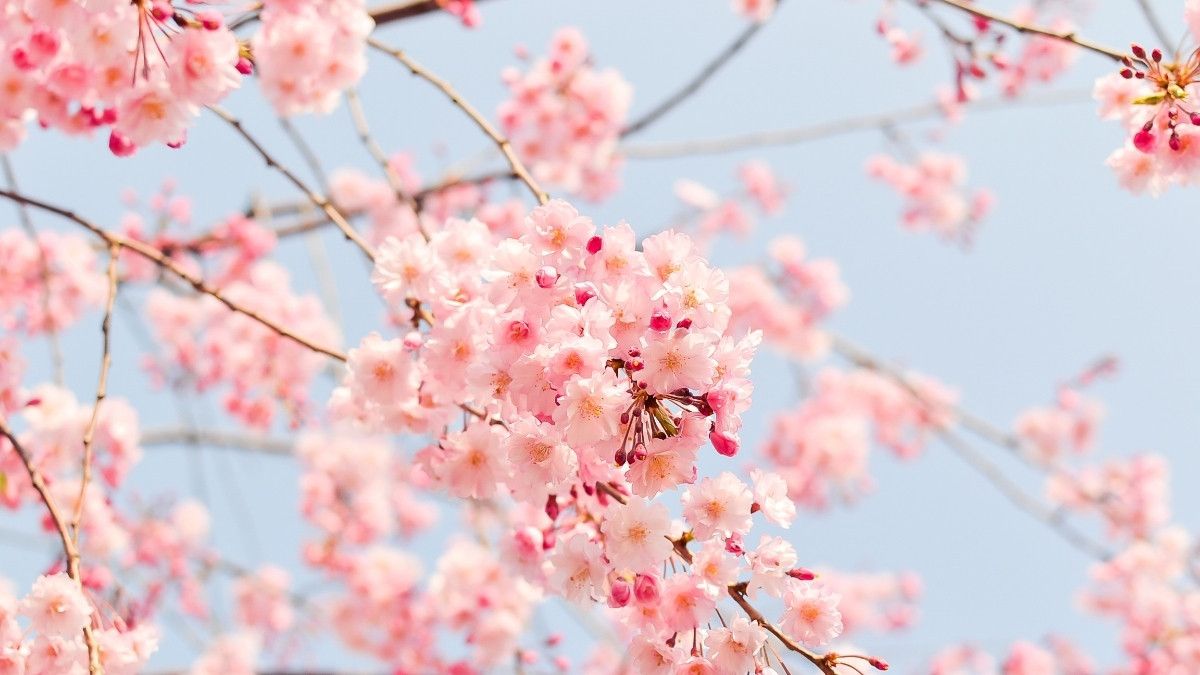 Mengungkap Manfaat Bunga Sakura untuk Kesehatan Kulit