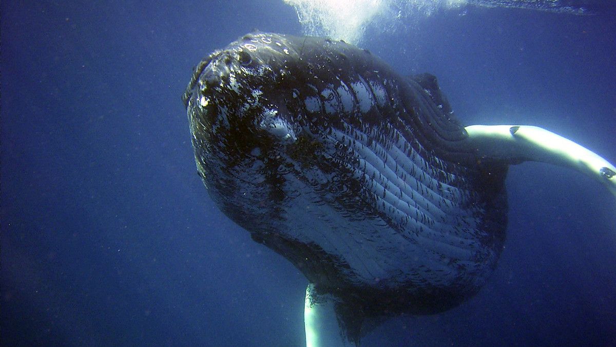 Blue Whale Challenge, Permainan Berbahaya yang Harus Diwaspadai