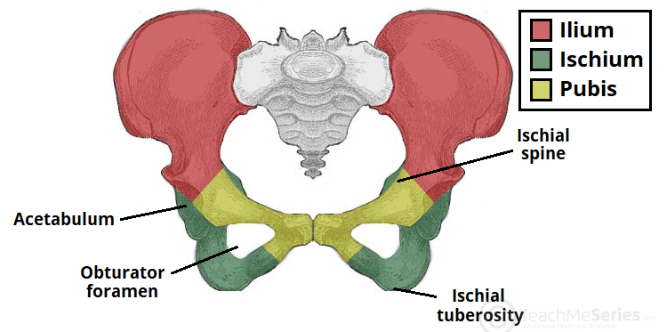 anatomi tulang panggul
