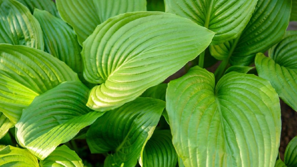 Efektifkah Daun Keladi Tikus untuk Sembuhkan Batuk?