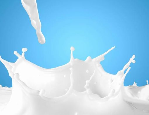 Apa Manfaat Susu Kecoak Bagi Tubuh?