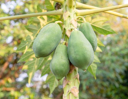 Wajib Tahu, Ini Bahaya Pepaya Mentah untuk Ibu Hamil